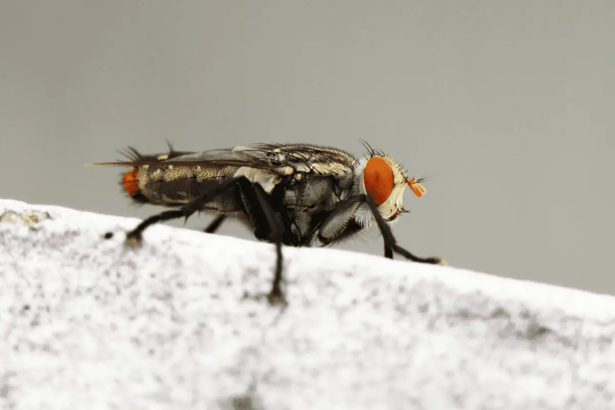 Do Flies Fart? The Truth About Flatulence In Flies!