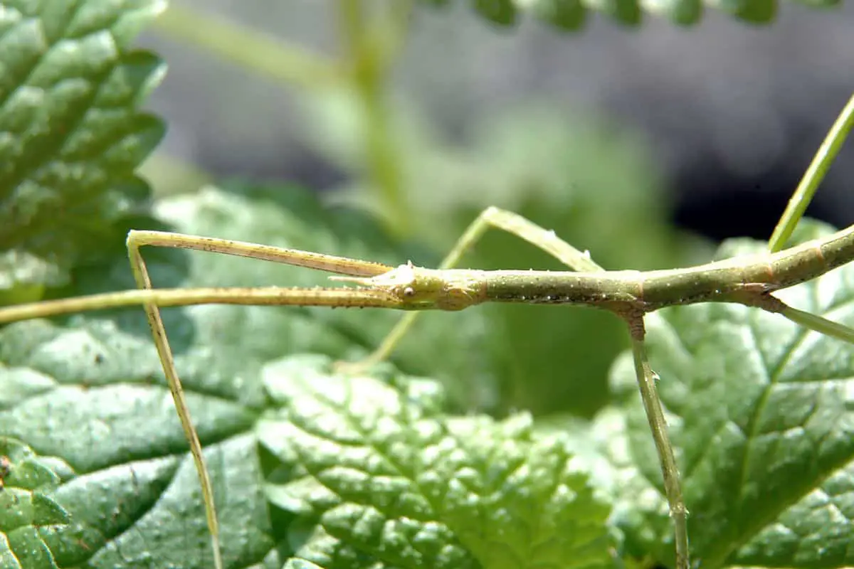Are Stick Insects Poisonous? (Detailed Guide)