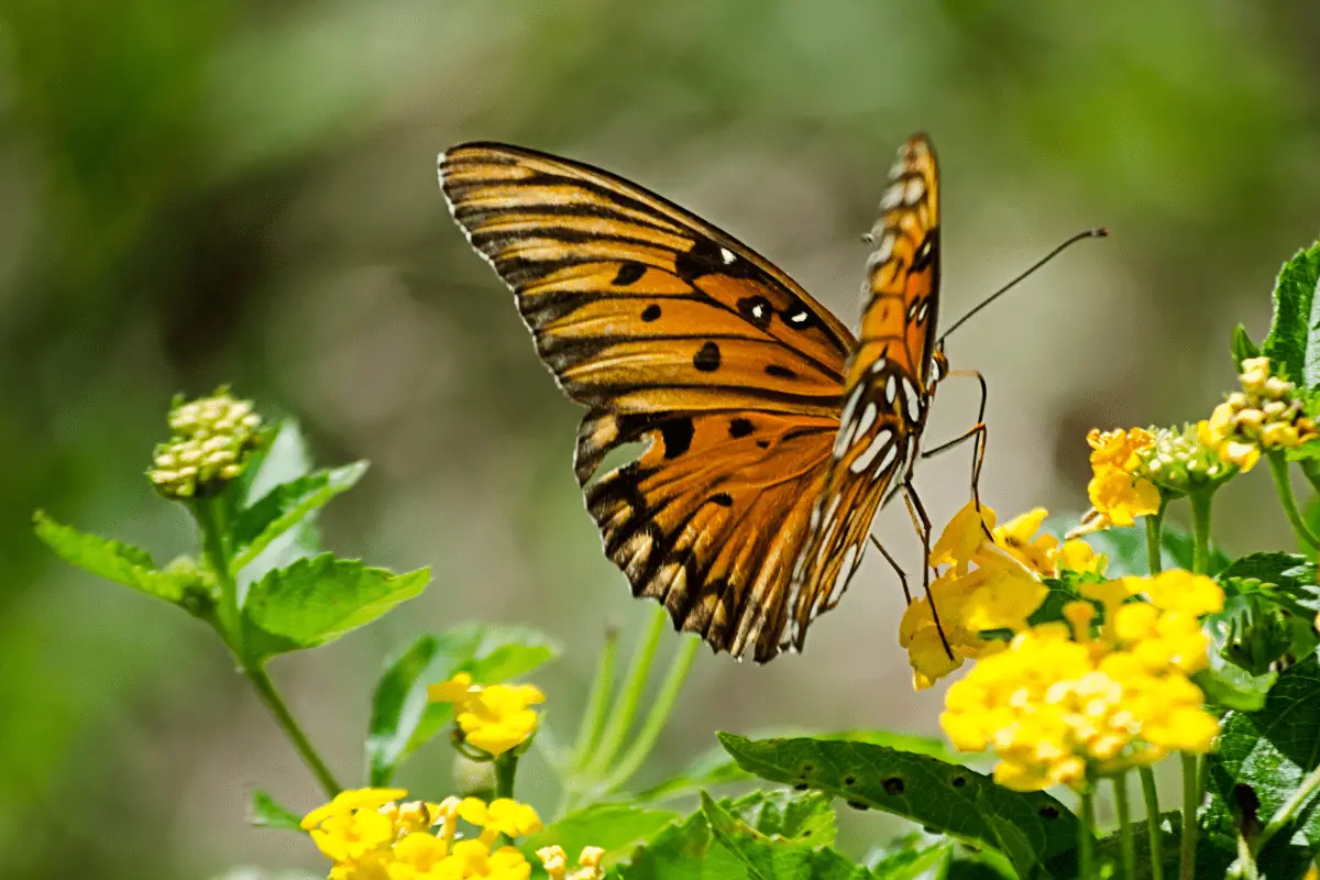 The Truth About Butterflies: Do They Fart?