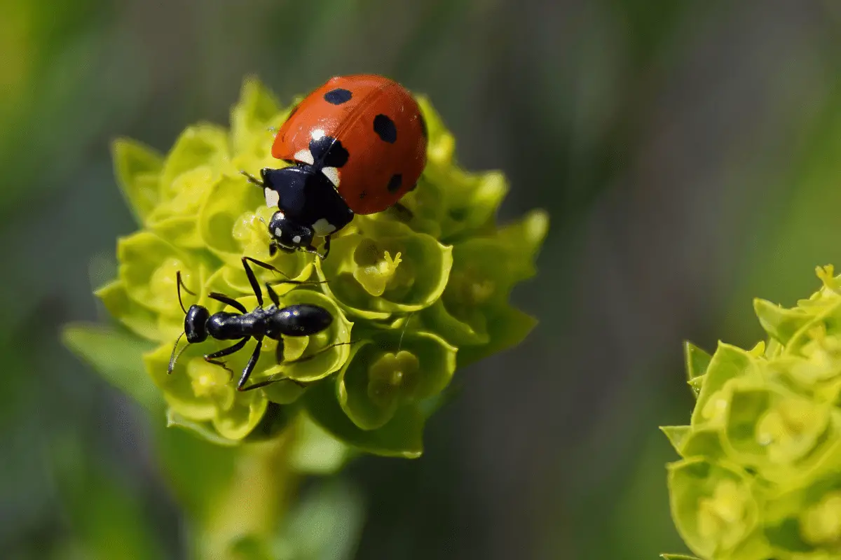 Do Ladybugs Really Eat Ants?