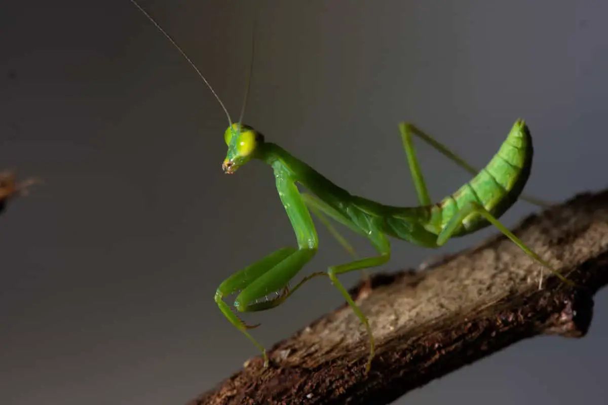 How Long Does A Mantis Live After Final Molt?
