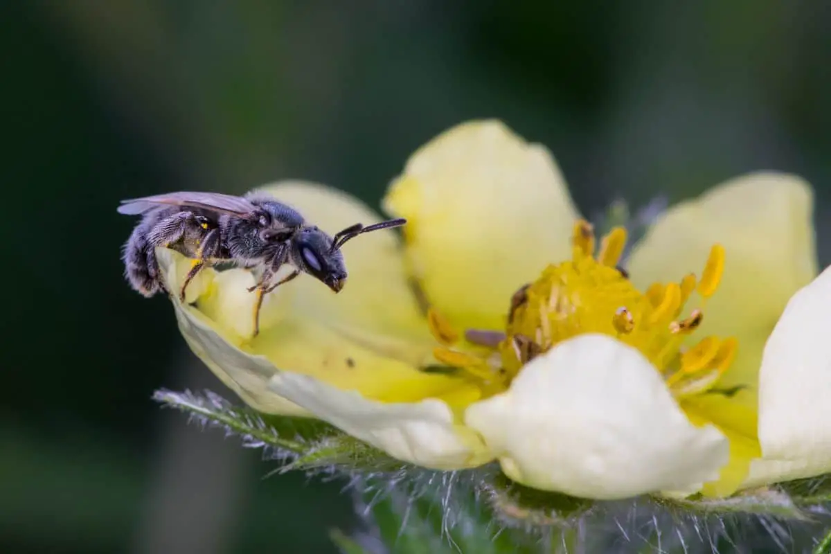 Do Leaf Cutter Bees Sting?