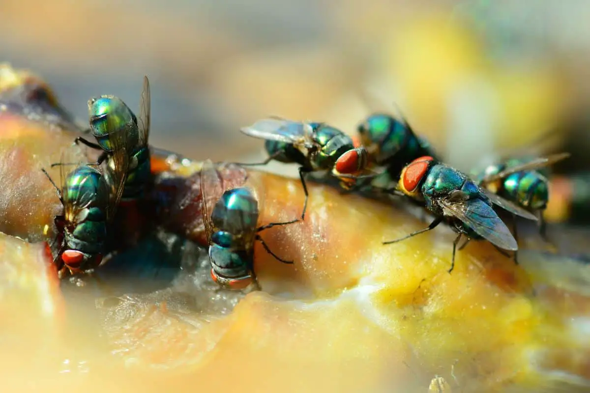 8 Common Places Where Flies Lay Eggs