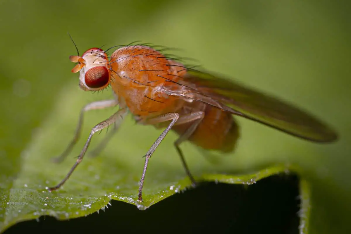 Are Fruit Flies Attracted To Light?
