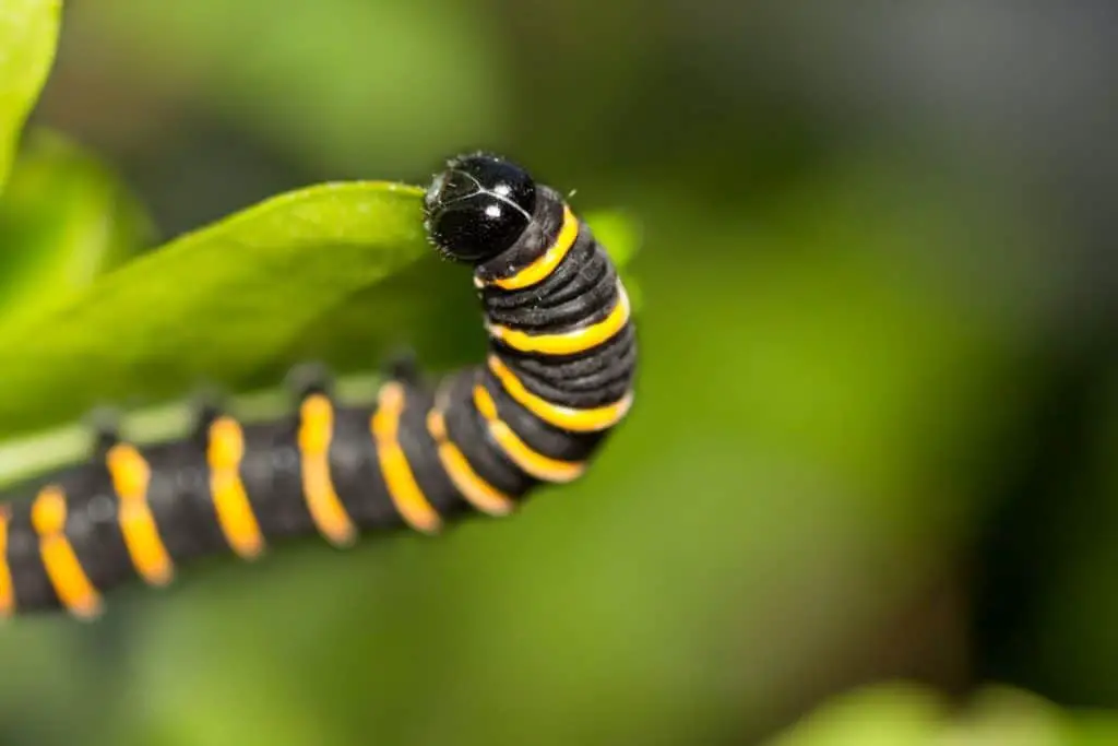 Caterpillar eating