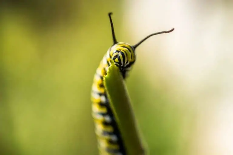 Why Do Caterpillars Eat So Much?