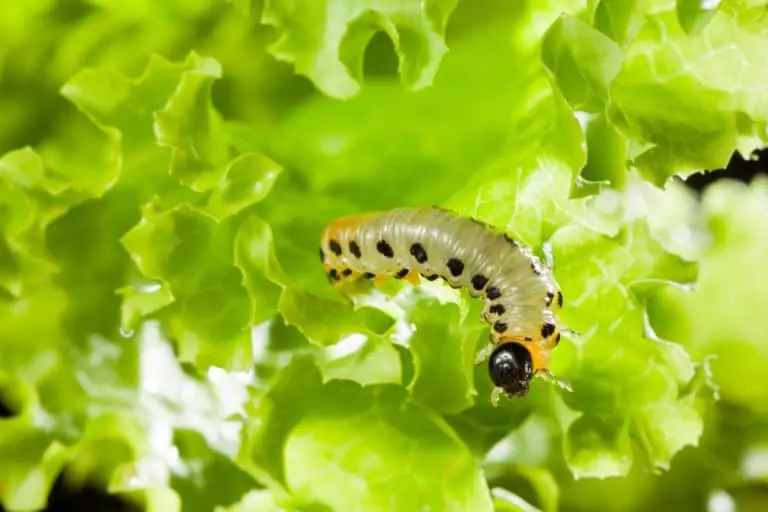 Do Caterpillars Eat Lettuce?