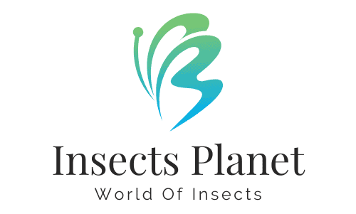 Insects Planet
