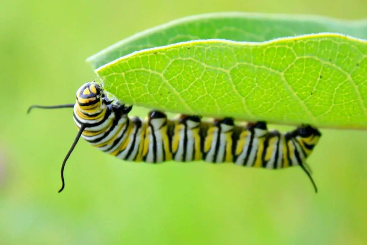 Are Swallowtail Caterpillars Poisonous?