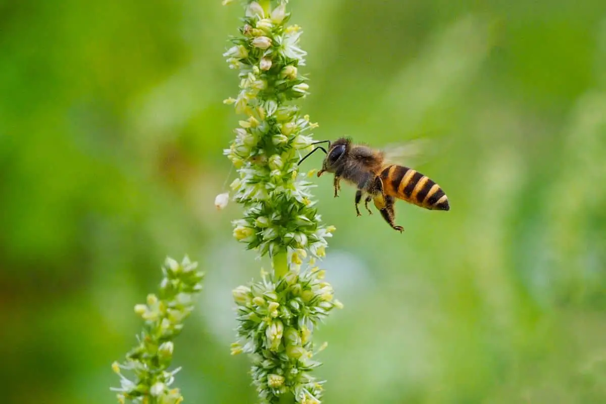 How Far Can Bees Fly Without Landing?