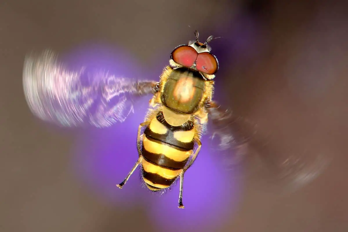 Can Bees Fly Backwards? True Or False?