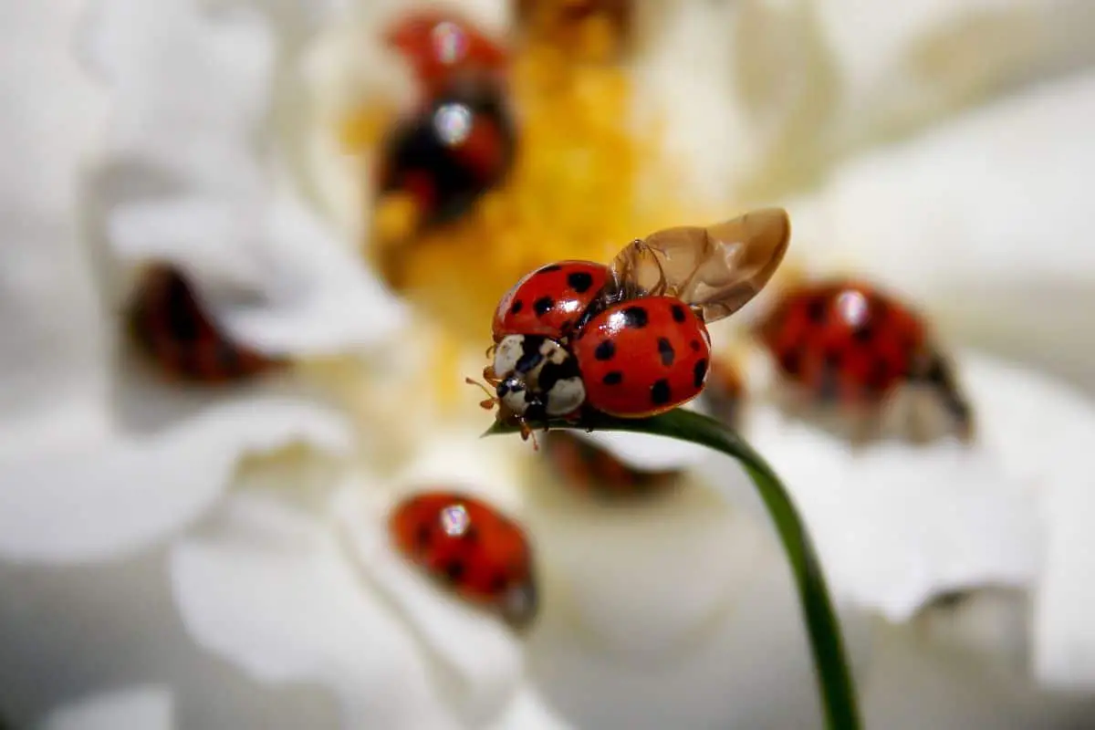 Is It Safe To Eat Ladybugs? Are They Edible?