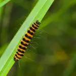 8 Black & Orange Caterpillars That Are Poisonous