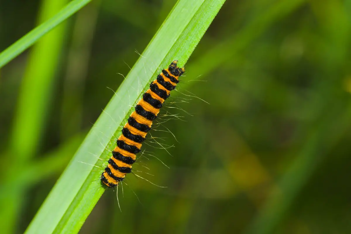 8 Black & Orange Caterpillars That Are Poisonous