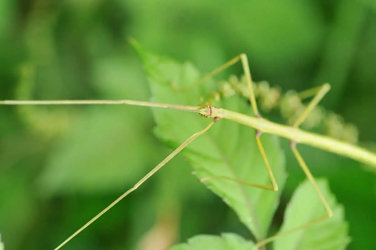 Can (And Do) Stick Insects Eat Nettles?