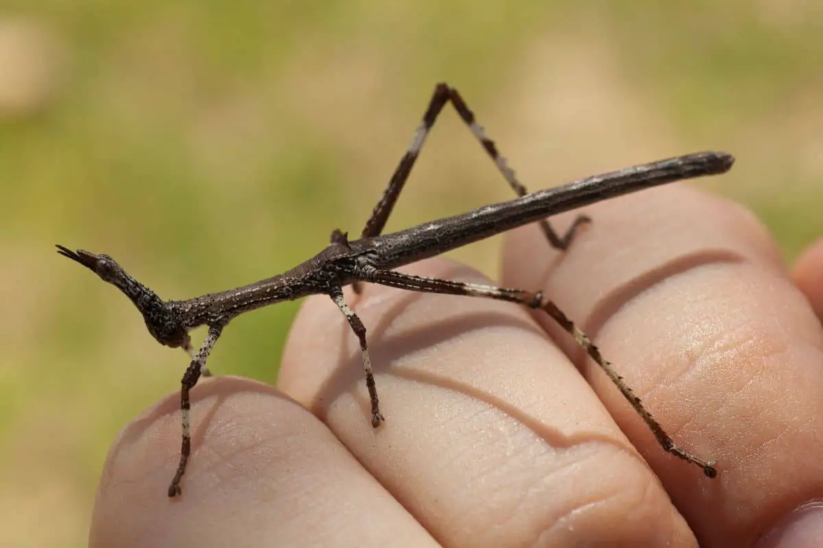 The Truth About Stick Insects And Heat Lamps