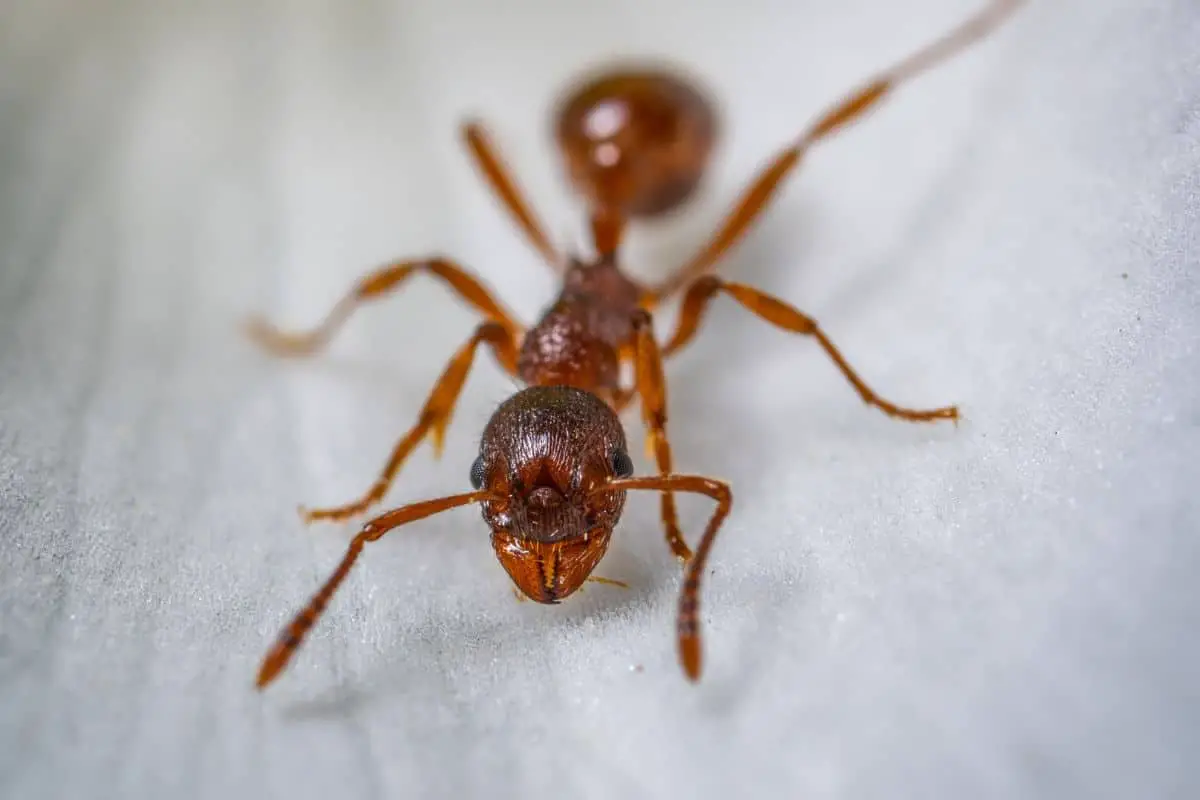 Do Ants Actually Sleep?