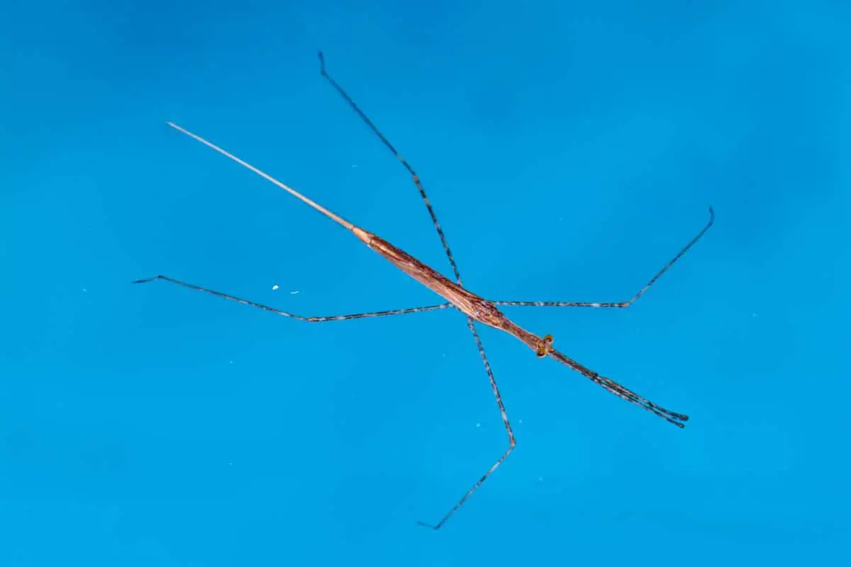 Do Stick Insects Need Water To Survive?