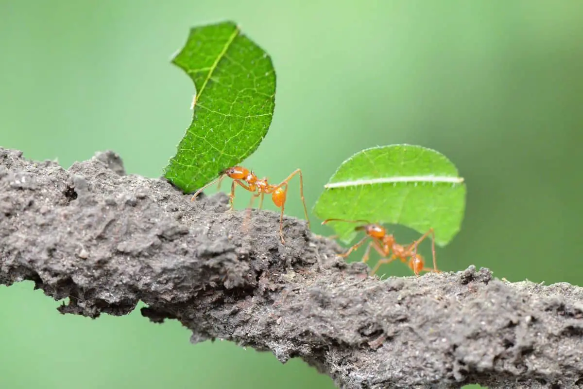 How Many Ants Can Carry A Human?