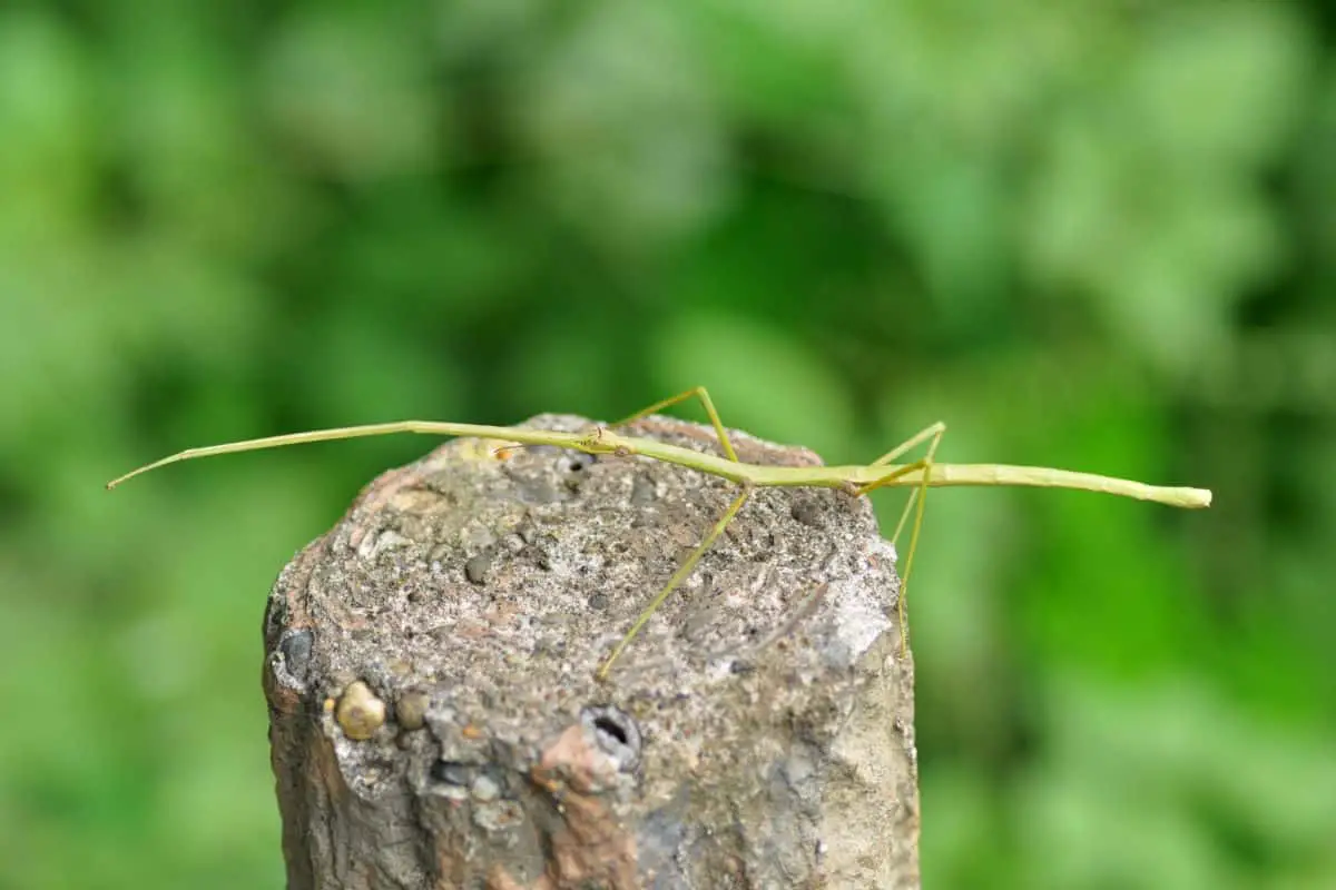 Why Do Stick Insects Dance Or Sway?