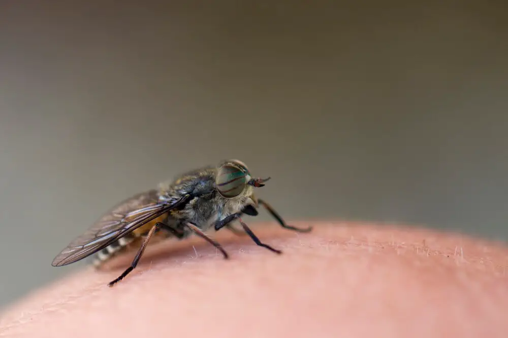 How to Treat Fly Bites and Prevent Infection: Expert Tips for Quick Relief