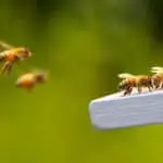 The Language of Bees: Unraveling Insect Communication